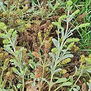 Sideritis scardica (gojnik macedoński)