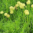 Santolina rosmarinifolia (santolina rozmarynolistna)