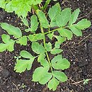 Angelica archangelica (dzięgiel litwor)