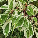 Cornus controversa Variegata