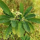 Exochorda ×macrantha Niagara