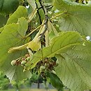 Tilia tomentosa Brabant