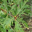 Quercus robur Pectinata