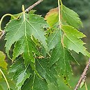 Betula pendula Laciniata
