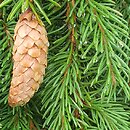 Picea ×fennica (świerk fiński)
