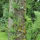 Larix kaempferi Jakobsen's Pyramid
