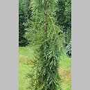 Sequoiadendron giganteum Pendulum
