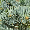 Abies concolor Compacta
