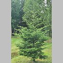 Abies veitchii (jodła Veitcha)