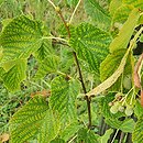 Tilia ×flavescens Glenleven