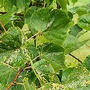 Tilia cordata Radziul