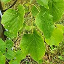Tilia oliveri (lipa Olivera)