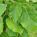Tilia tomentosa Varsaviensis