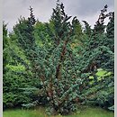 Juniperus squamata Meyeri