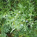 Juniperus virginiana Grey Owl