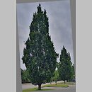Quercus robur Fastigiata