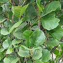 Alnus glutinosa Pyramidalis