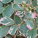 Fagus sylvatica s.str. Purpurea Tricolor