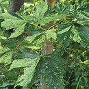 Acer pseudoplatanus Leopoldii