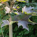 Acer platanoides Faassens Black