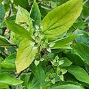 Philadelphus coronarius Aureus