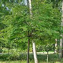 Acer platanoides Globosum