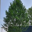 Carpinus betulus Fastigiata