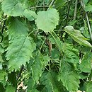 Fraxinus excelsior Diversifolia