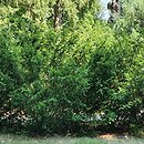 Taxus baccata Elegantissima
