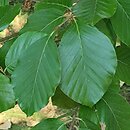 Fagus sylvatica s.str. Zlatia