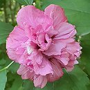 Hibiscus syriacus Duc de Brabant