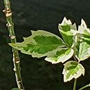 Acer negundo Flamingo