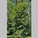 Tilia americana Columnare