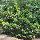 Chamaecyparis obtusa Nana Aurea