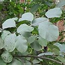 Sorbus aria Lutescens