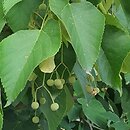 Tilia miqueliana (lipa Miquela)