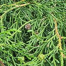 Chamaecyparis pisifera Filifera