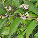 Callicarpa dichotoma Issai