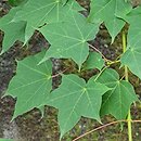 Acer cappadocicum Aureum