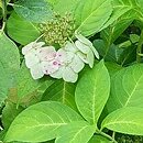 Hydrangea serrata Kurenai