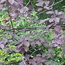 Prunus cerasifera Woodii