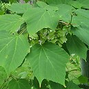 Acer tegmentosum White Tigress