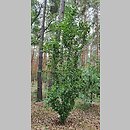 Fagus orientalis Iskander