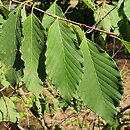 Fagus engleriana (buk Englera)