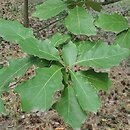 Quercus ilicifolia Tromp Ball