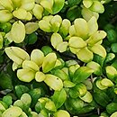 Ilex crenata Conversa Gold