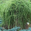 Larix kaempferi Pendula