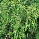 Chamaecyparis pisifera Filifera Aurea