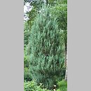 Juniperus virginiana Skyrocket