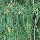 Pinus strobus Pendula
